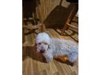 Adopt Walter a Miniature Poodle