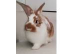 Adopt Truffle a Lionhead