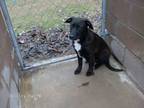 Adopt RAINBOW a Labrador Retriever