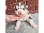 Siberian Husky Puppy for sale in Crossville, AL, USA