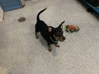 Adopt Dill a Dachshund, Miniature Pinscher