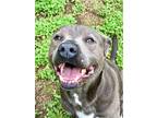 Adopt King a Pit Bull Terrier, Mixed Breed