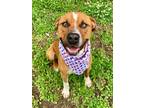Adopt Buster a Pit Bull Terrier, Mixed Breed