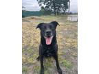 Adopt Titus a Labrador Retriever