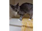 Adopt Hunter a Domestic Short Hair