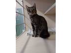 Adopt Whiskers a Domestic Short Hair