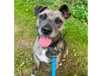 Adopt Jackson a Catahoula Leopard Dog