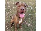 Adopt Woody a Pit Bull Terrier