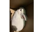 Adopt Jules a Bunny Rabbit