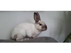 Adopt Thumper a Bunny Rabbit