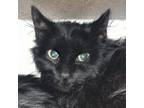 Adopt Mickey a Domestic Long Hair