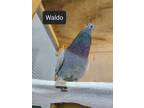 Adopt Waldo a Dove