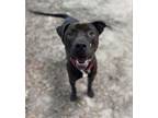 Adopt Drake a Pit Bull Terrier, Mixed Breed