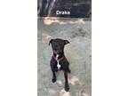 Adopt Drake a Pit Bull Terrier, Mixed Breed