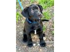 Adopt Bumble- ADOPTION PENDING! a Retriever, Black Labrador Retriever