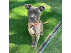 Adopt Lutz a Pit Bull Terrier