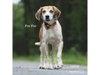 Adopt Paw-Paw a Treeing Walker Coonhound
