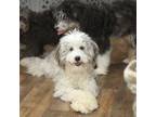 Aussiedoodle Puppy for sale in Powhatan, VA, USA