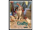 Adopt Crafty a Domestic Short Hair