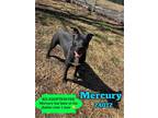 Adopt Mercury a Boxer, Labrador Retriever