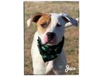 Adopt Jace a Hound, Pointer