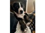 Adopt Charlie brown a Beagle