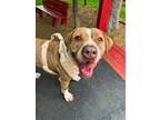 Adopt Rex a American Staffordshire Terrier, Mixed Breed