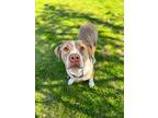 Adopt Rex a American Staffordshire Terrier, Mixed Breed