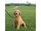 Golden Retriever Puppy for sale in Chatham, VA, USA