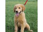 Golden Retriever Puppy for sale in Chatham, VA, USA