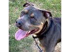 Adopt Maximo a Pit Bull Terrier