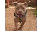 Adopt Phineas a Pit Bull Terrier