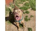 Adopt Phineas a Pit Bull Terrier
