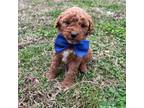 Goldendoodle Puppy for sale in Danville, AR, USA