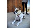 Adopt Walker a Jack Russell Terrier, Pointer