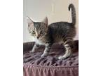 Adopt Josey a Tabby