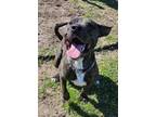 Adopt GOLIATH a Pit Bull Terrier, Mixed Breed
