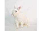 Monroe, Mini Rex For Adoption In Mill Valley, California