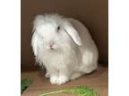 Oli, Lop-eared For Adoption In Westford, Massachusetts