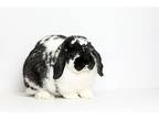 Kacey, Lop, Holland For Adoption In Mill Valley, California
