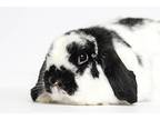 Benben, Lop, Holland For Adoption In Mill Valley, California