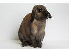 1:40, Lop-eared For Adoption In Mill Valley, California
