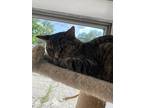 Iyna, Domestic Shorthair For Adoption In Richmond, Indiana