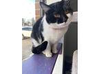Willow, Domestic Shorthair For Adoption In Richmond, Indiana