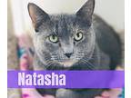 Natasha, Domestic Shorthair For Adoption In Richmond, Indiana