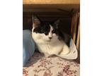 Chatter Box, Domestic Shorthair For Adoption In Houston, Texas