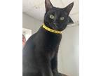 Chip, Domestic Shorthair For Adoption In Richmond, Indiana