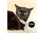 Takashi, Domestic Mediumhair For Adoption In Wyandotte, Michigan