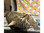 Carl, Domestic Shorthair For Adoption In Rochester, New York
