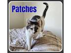 Patches, Domestic Shorthair For Adoption In Valley City, North Dakota